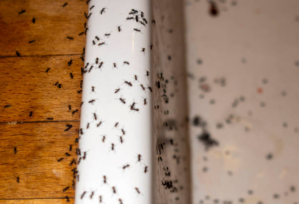 Best Commercial Pest Control Services  in Clinton, KY